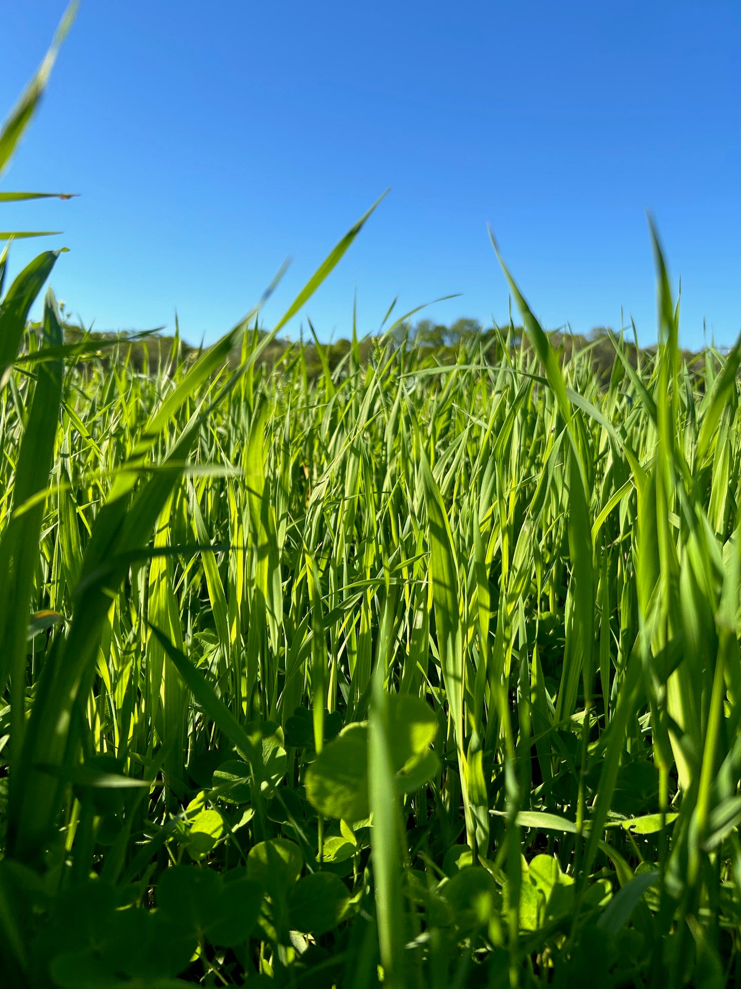 Oats - Farm: Seneca Grain & Bean