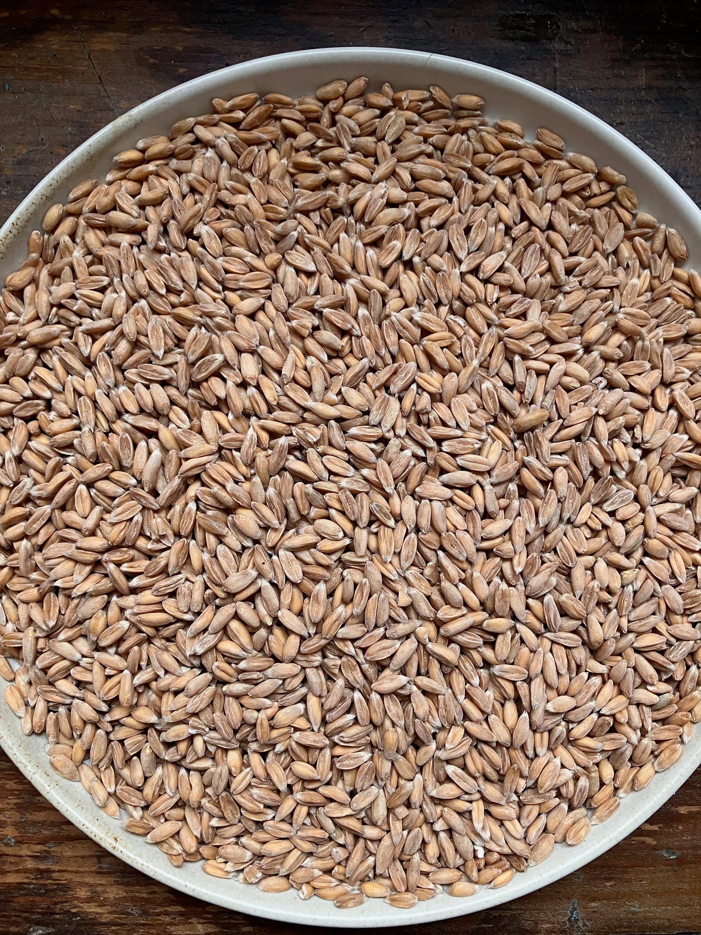 Spelt - Farm: Seneca Grain & Bean