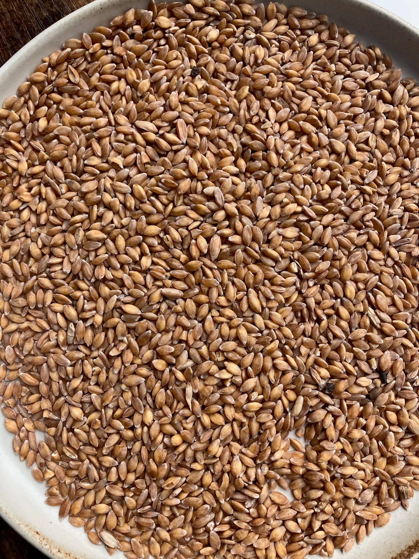 Einkorn - Farm: Seneca Grain & Bean
