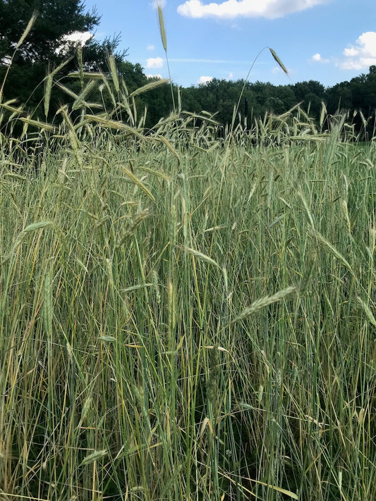 Landrace Rye - Farm: Seneca Bean & Grain