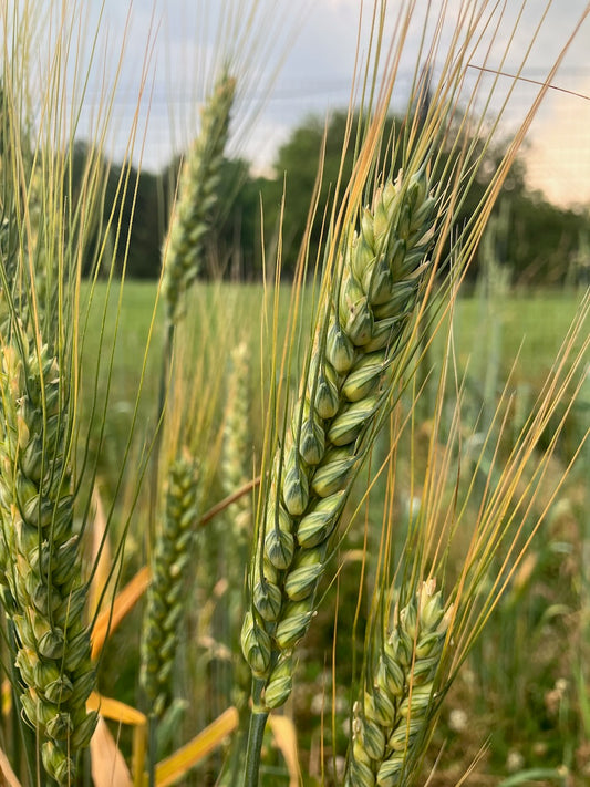 Red Fife Hard Red Spring Wheat - Farm: Migrash