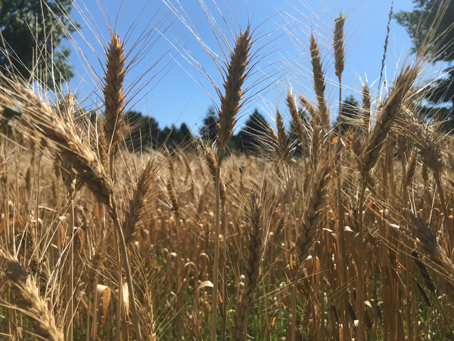 CLASS TICKETS: Baking with Rye - 10/26, Monday @ 6 - 8:30pm