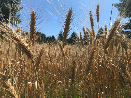 CLASS TICKETS: Baking with Rye - 10/26, Monday @ 6 - 8:30pm