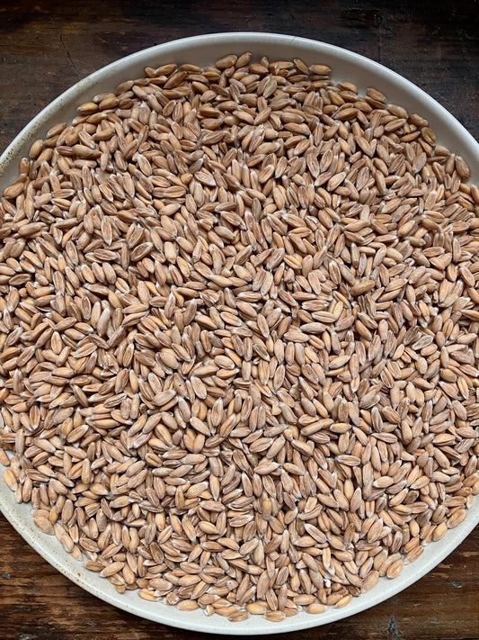 Spelt - Farm: Seneca Grain & Bean