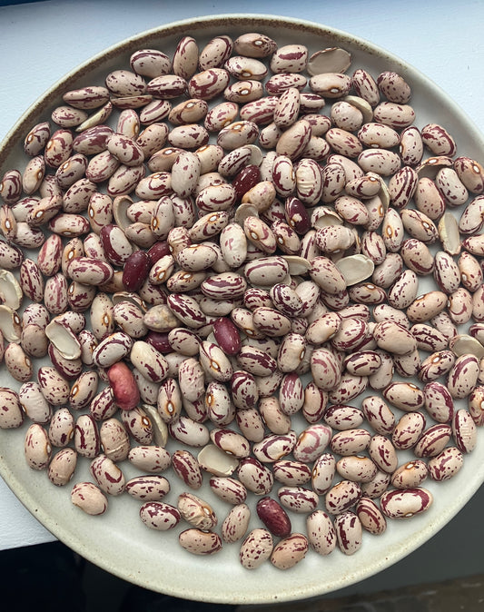 Cranberry Beans - Farm: Seneca Grain & Bean